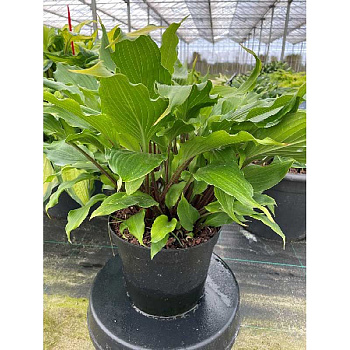 Хоста Хеэр Ноу Эвил I 1 шт