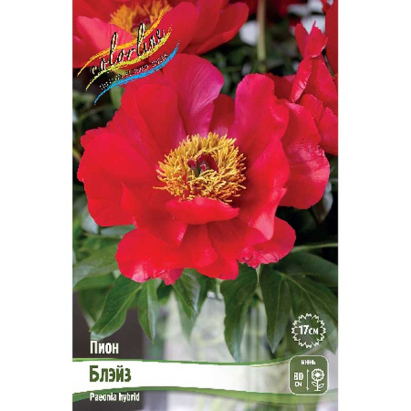 Пион Блэйз 2/3 n 1 шт 