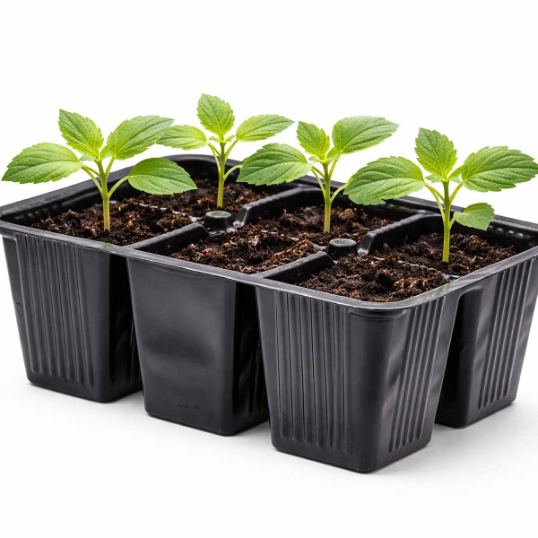 Кассета для рассады мини 6 ячеек 18*13*6,5 см АМИх900 