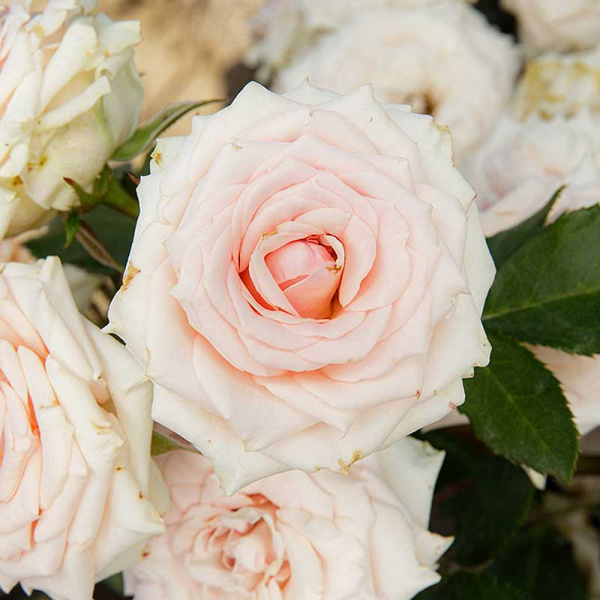 Роза Спрей Натали Садовита