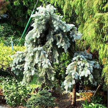 Ель Колючая Глаука Пендула C1.5