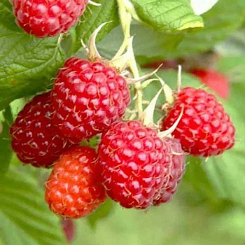 Ежемалина Ред Даймонд Садовита