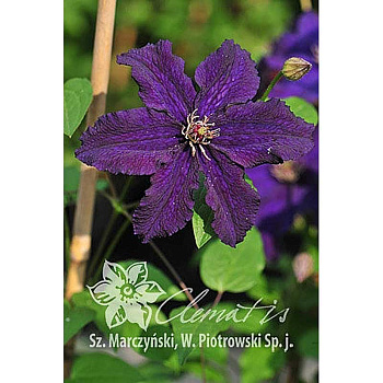 Клематис Распутин P9