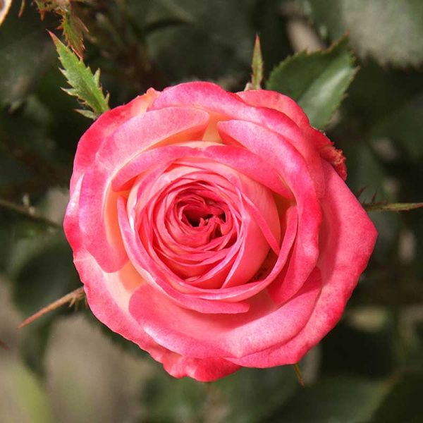 Роза спрей Сафина Садовита