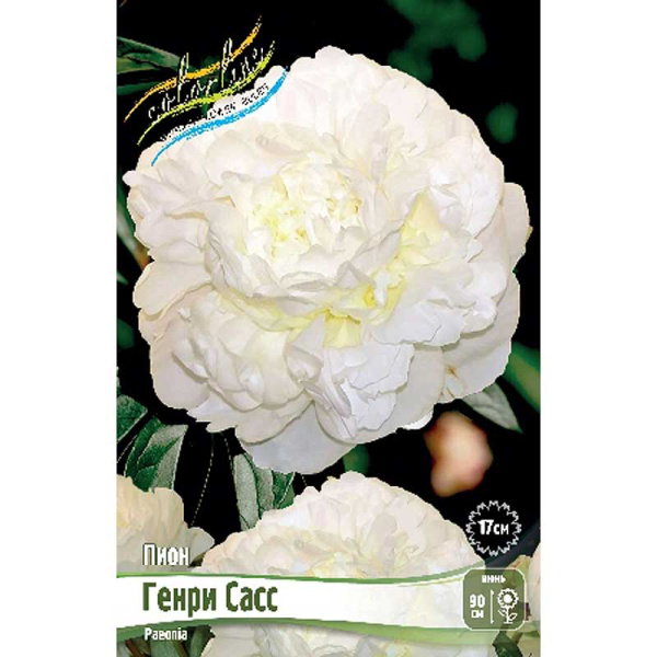Пион Генри Сасс 2/3 n 1 шт 