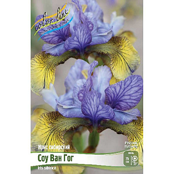 Ирис Сибирский Соу Ван Гог I 1 шт