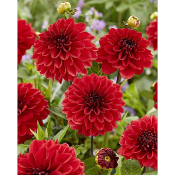 7037 Шоу-Бокс Георгина Гоу Гоу Рэд I 15 шт 