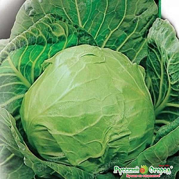 Капуста Дитмаршер Фрюер  НК Ц