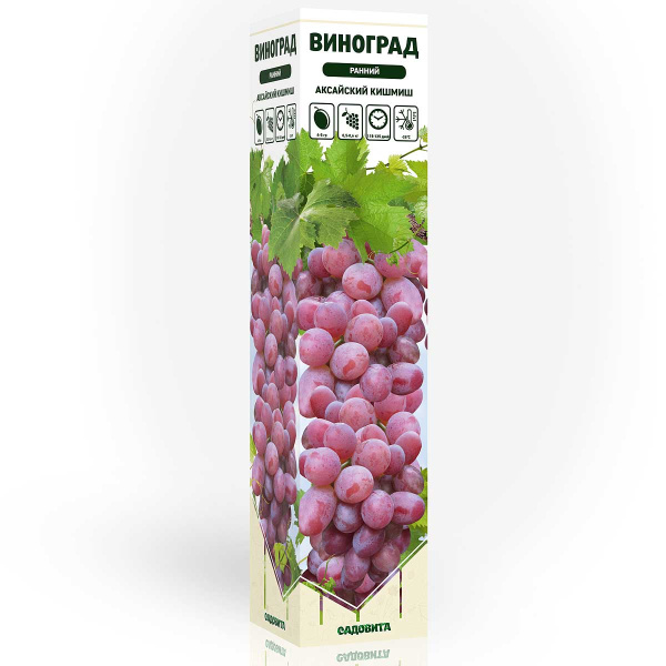 Виноград Аксайский Кишмиш ранний Садовита