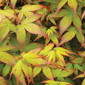 Клён Веерный Литтл Принцес P9 Садовита