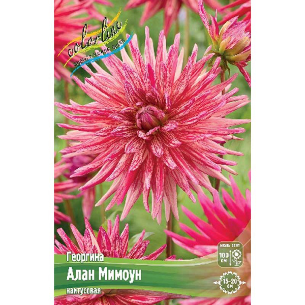 Георгина Алан Мимоун I 1 шт