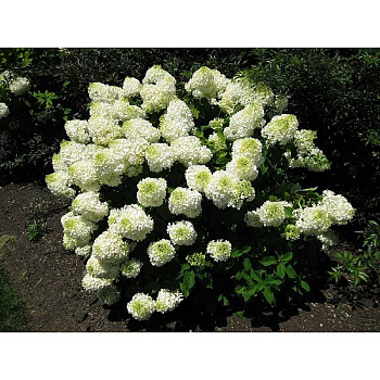 Гортензия Метельчатая Сильвер Доллар P9