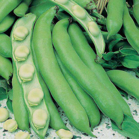 Бобы Белорусские НК Ц