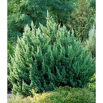 Можжевельник Juniperus chinensis Monarch Р9 шт Садовита 10291