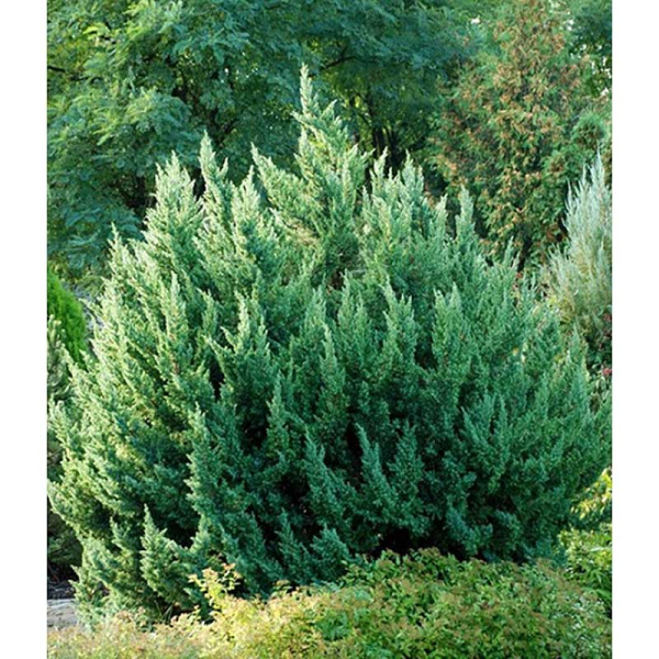 Можжевельник Juniperus chinensis Monarch Р9 шт Садовита 10291