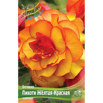 Бегония Пикоти Желтая-Красная 5/6 50 шт Шоу-бокс 8870