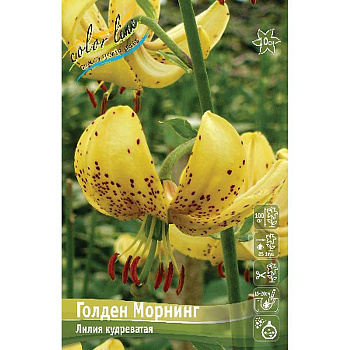 Лилия Голден Морнинг 14/16 2 шт