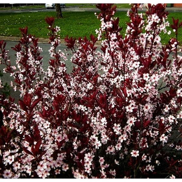 6916 Слива Цистена C1.5 ,шт