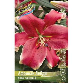 Лилия Африкан Лейди 16/18 25 шт Биг-Пак 10612 