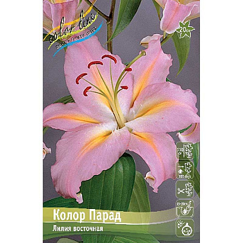 Лилия Колор Парад 12/14 5 шт 