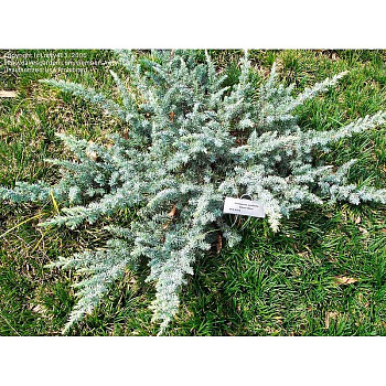 Можжевельник Прибрежный Сильвер Мист C3 25-30cm