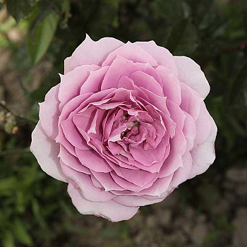 Роза флорибунда Новалис Садовита