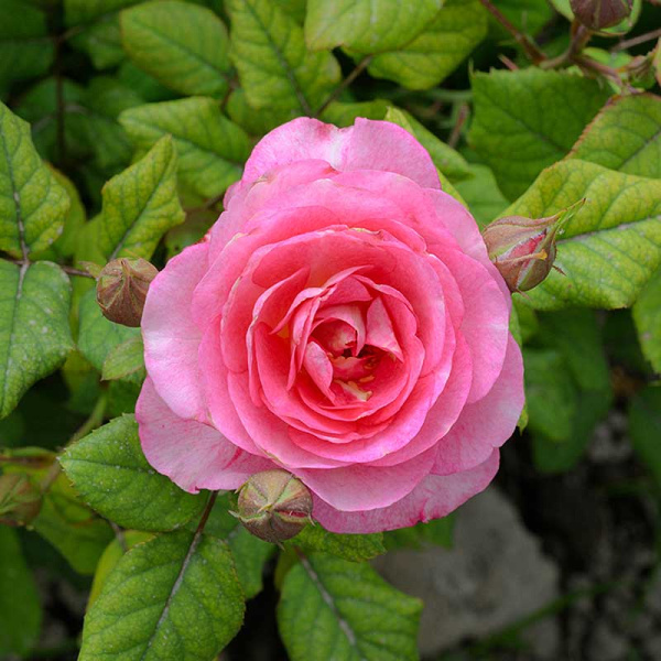 Роза Флорибунда Роуз Эксплоужен Садовита