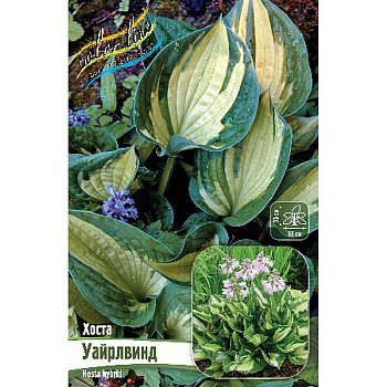 Хоста Уайрлвинд 1 n 25 шт Биг-пак 7950