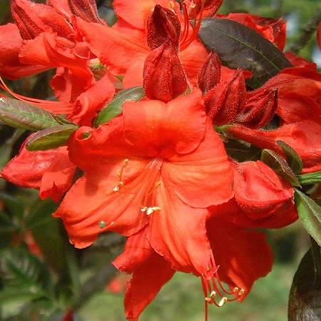 Азалия  Фаербол P9 шт Садовита