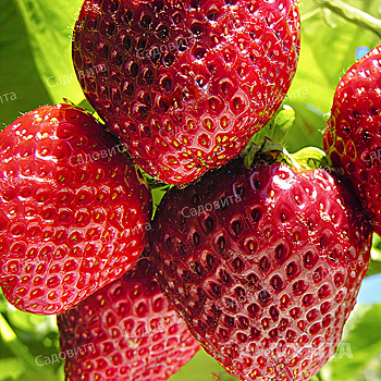 Земляника садовая Нелли (цена за 40 шт) ОСП