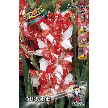 Гладиолус Зизани 12/14 7 шт 