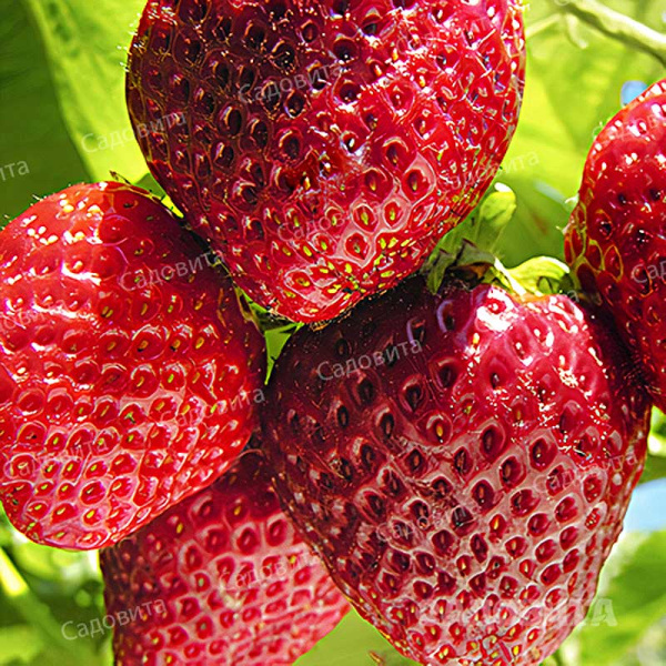 Земляника садовая Нелли (цена за 40 шт) ОСП