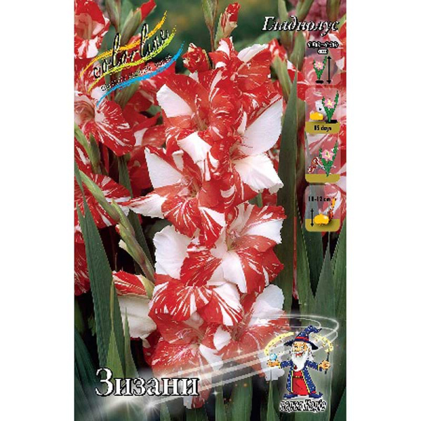 Гладиолус Зизани 12/14 7 шт 