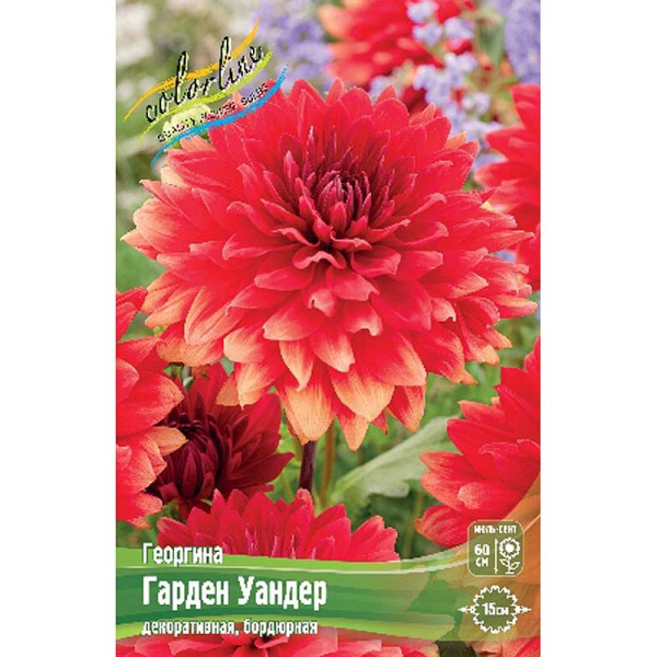 Георгина Гарден Уандер I 1 шт 