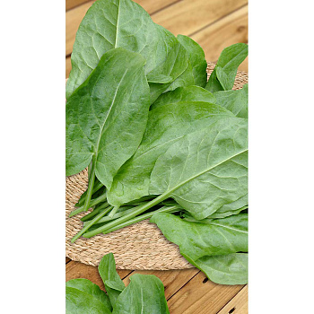 Щавель Широколистный 0,5гр Садовита Ц