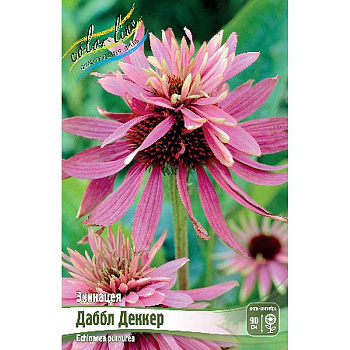 Эхинацея Даббл Деккер I 1 шт 