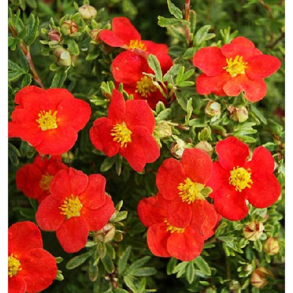 Лапчатка Кустарниковая Мариан Ред Робин P9