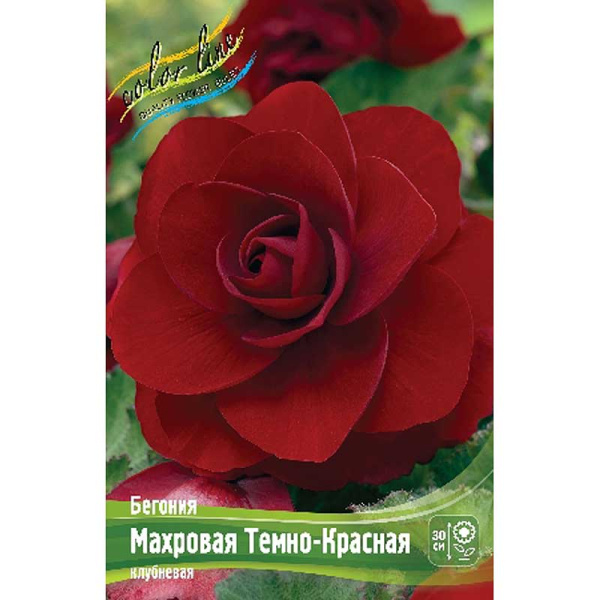 Бегония Махровая Темно-Красная 5/6 50 шт Шоу-бокс 8827