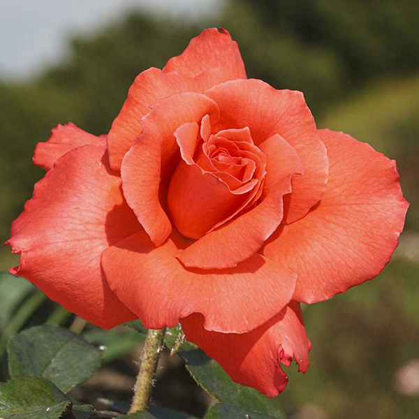 Роза чайно-гибридная Аве Мария Садовита