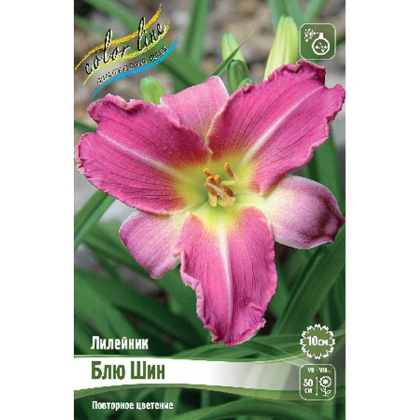 Лилейник Блю Шин I 25 шт Биг-пак 9716 