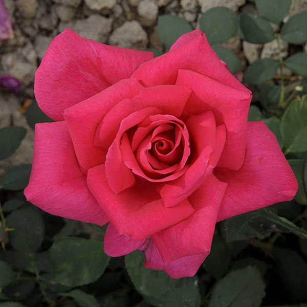 Роза чайно-гибридная Биг Перпл Садовита