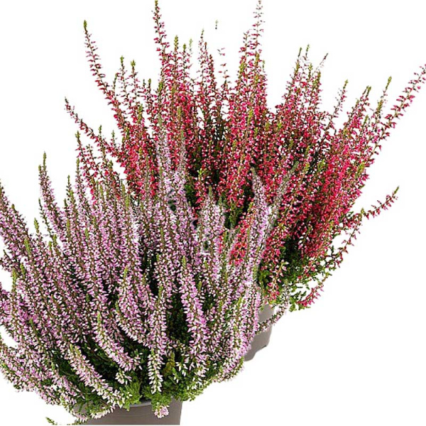 1468 Вереск Обыкновенный Твин (Франка-Хильда) P12 конт. шт