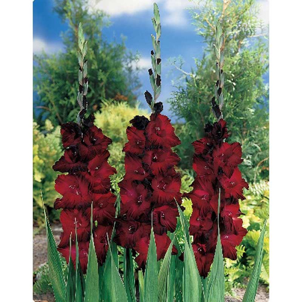 11590 Шоу-Бокс Гладиолус Арабиан Найт 10/12 100 шт 