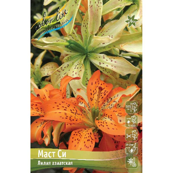 Лилия Маст Си 12/14 25 шт Биг-пак 10084