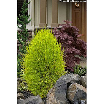 Туя Восточная Френки Бой P9 10-15 шт