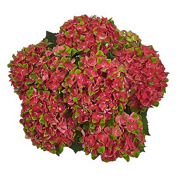 Гортензия Крупнолистовая Глосси Липс P12