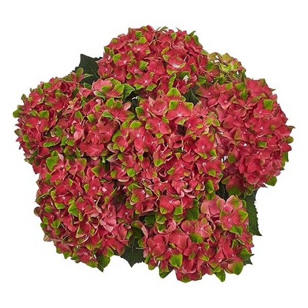 Гортензия Крупнолистовая Глосси Липс P12