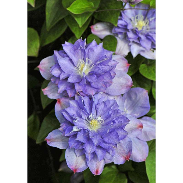 Клематис Блю Экспложион I 1 шт 