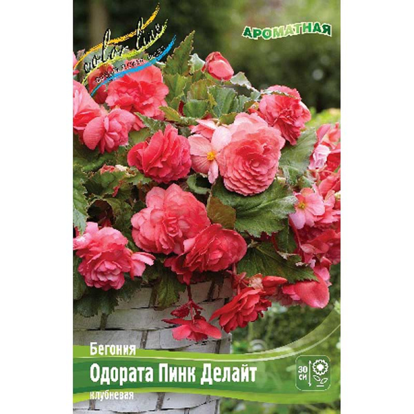 Бегония Одората Пинк Делайт 5/6 3 шт
