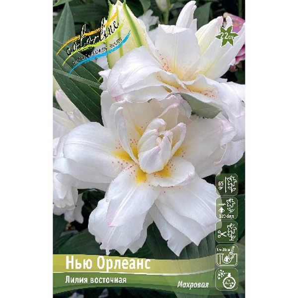 Лилия Нью Орлеанс 16/18 25 шт Биг-Пак 14788 